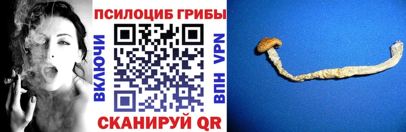 Псилоцибиновые грибы Cubensis Костерёво